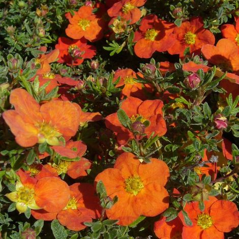 Potentille arbustive Hopley's Orange, Potentilla/Pot de 7,5L - 60/80 cm (1/3)