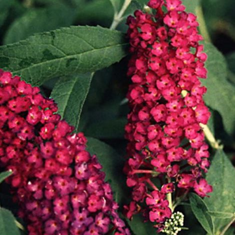 Arbre aux papillons 'Royal Red' - 40-60 cm pot