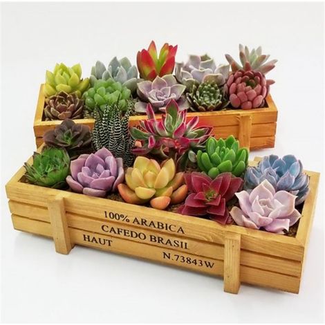 Boîte à Plantes Rectangulaire - Bois Naturel - Pour Succulentes et Herbes - Décoration Intérieure Extérieure - 1 Pièce (1/3)