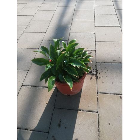 Hosta v17