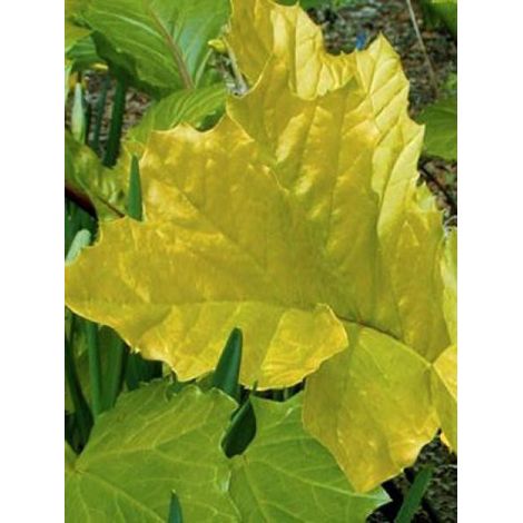 Acanthus mollis 'Hollard's Gold' Godet de 8/9 cm