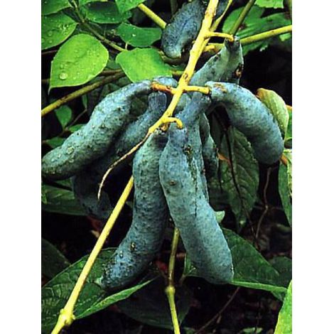Arbre aux haricots bleus - Arbres aux saucisses bleues Pot de 2L/3L (1/5)