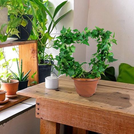 2 Treillis de Jardin en Fer Noir, Support Métallique en Forme de Cœur pour Plantes Grim (1/4)