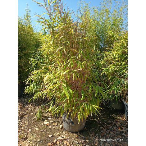 Pseudosasa Japonica Buisson 60 cm Bambou de Haie Persistant