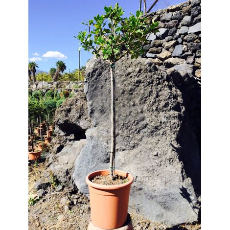 Agrifoglio "Ilex aquifolium" pungitopo pianta ad alberello in vaso  30 cm h. 110/130 cm (1/3)