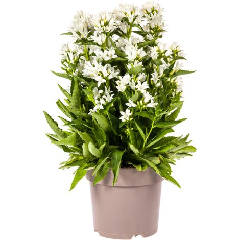 Campanula glomerata Genti - Campanule Agglomérée à Fleurs Violettes - Pot Ø19cm - 30-40 cm - PANGIVO (1/4)