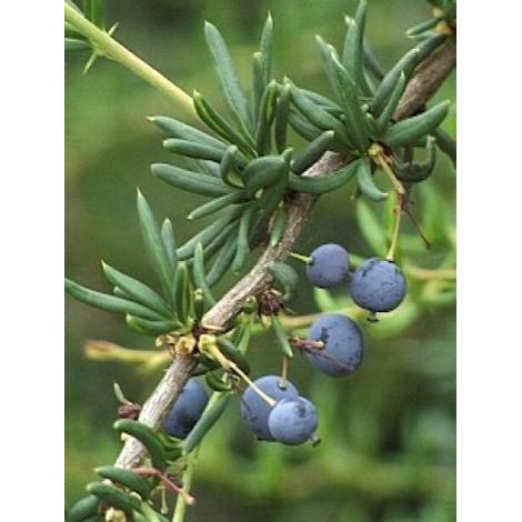 Épine-vinette à feuilles étroites Pot de 2L/3L (1/4)