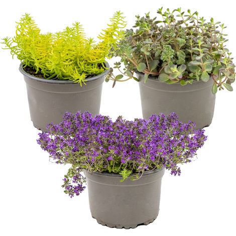 Bloomique - Lot de 3 - Sedum - Orpin - Plantes de jardin - Résistante au gel - Persistante - Hauteur 10-15 cm - Pot 14 cm
