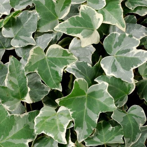 Edera variegata "Hedera helix White Wonder" pianta in vaso ø8 cm