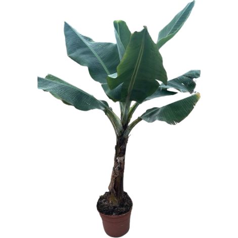 Musa dwarf cavendish