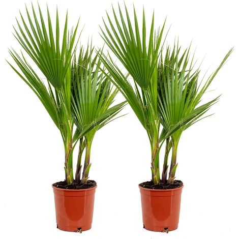 Bloomique - Lot de 2 - Washingtonia Robusta - Palmier éventail mexicain - Palmier rustique - Plantes de jardin - 60-80 cm de haut - Pot 17 cm
