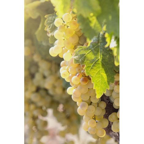 3 cuttings - Vitis vinifera (Common grape vine) white  edible