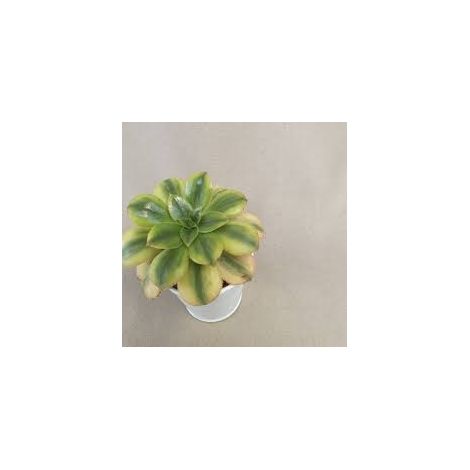 Aeonium arboreum f. luteum variegata vaso 14 cm – Succulenta