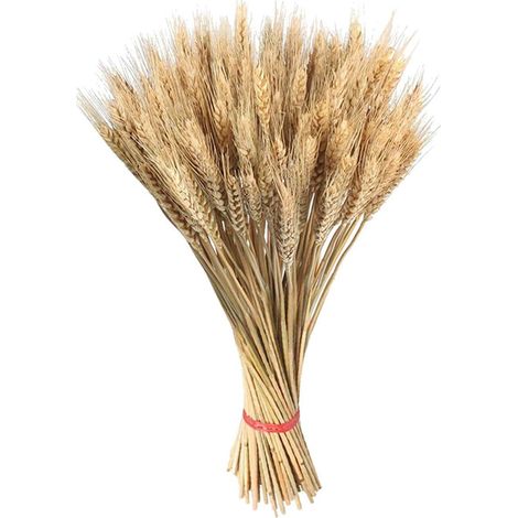100 gavillas de trigo secas doradas de 45 cm, decoración otoñal, mesa de boda y bricolaje.