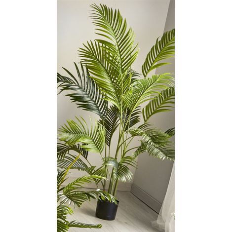 Plante Kentia 180 cm. 180 cm (1/5)