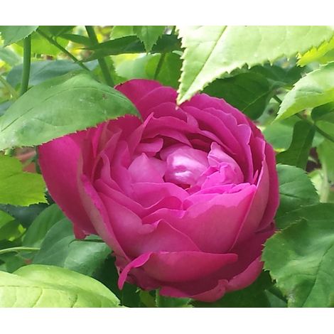 ROSA BRUNA DA SCIROPPO VASO IN 19CM (1/2)