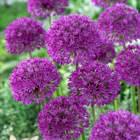 CEB21 ZIERKNOBLAUCH KNOBLAUCHZWIEBELN BLÜTENZWIEBELN "ALLIUM AFLATUNENSE" 50 Stück. (1/5)