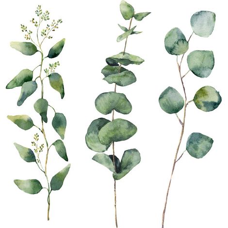 Tableau fleurs herbier eucalyptus - 50x50 cm (1/5)