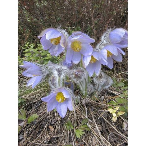 Anémone des prairies Godet de 8/9 cm (1/5)