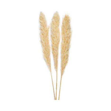 ANDREA HOUSE AX70131 Ramo Flor Pampas Bl (3Ud) 115Cm - ref: AX70131