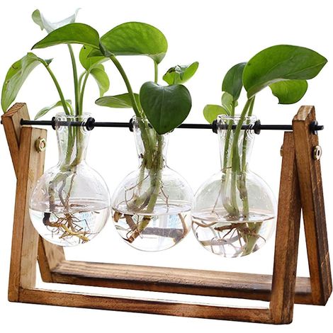 1 Support bois, 3 Vases verre, Bulbes hydroponie, Style rétro, Décoration maison bureau jardin (1/5)