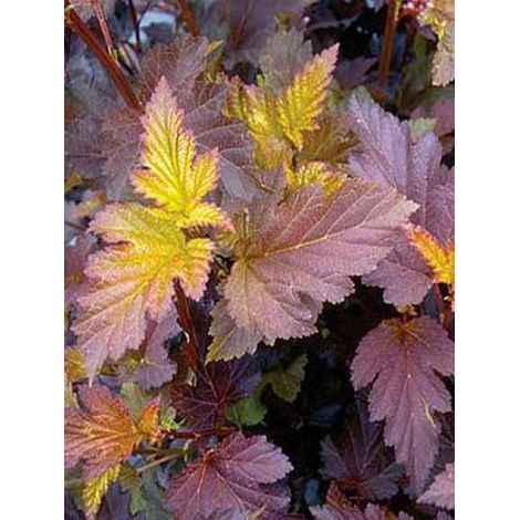 Physocarpe à feuilles d'Obier 'Red Baron' Pot de 2L/3L (1/2)
