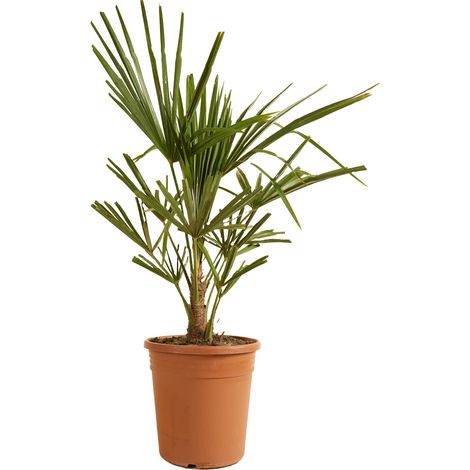 Bloomique – Trachycarpus Fortunei – Palmier chanvre – Palmier rustique – Plantes de jardin – 60-80 cm de haut – Pot 21 cm (1/4)
