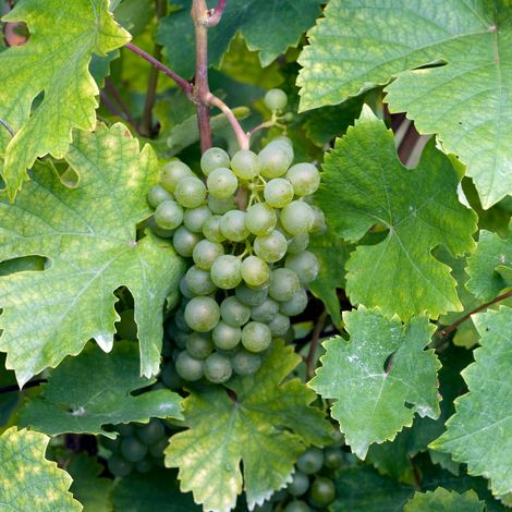Pied de vigne Excelsior' Blanc - Vitis vinifera Excelsior' 120cm (1/2)