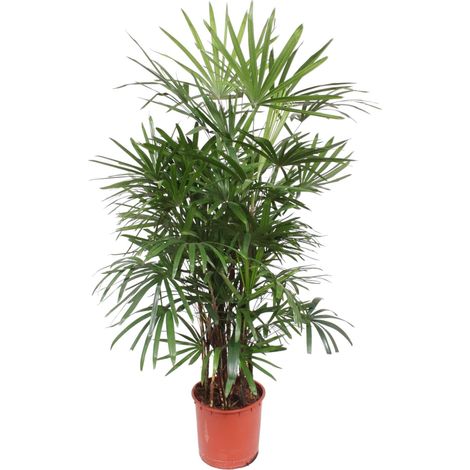 Palmier Rhapis Excelsa - Plante d'Intérieur Ombre et Mi-ombre - Vert - 190 cm - ø34 cm - PANGIVO (1/4)