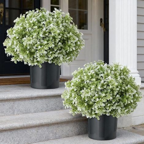 Plantes Artificielles Topiaire en Boule – 2 Faux Buis avec Pot et Feuilles d’Eucalyptus, Décoration Extérieure Maison et Véranda (1/5)