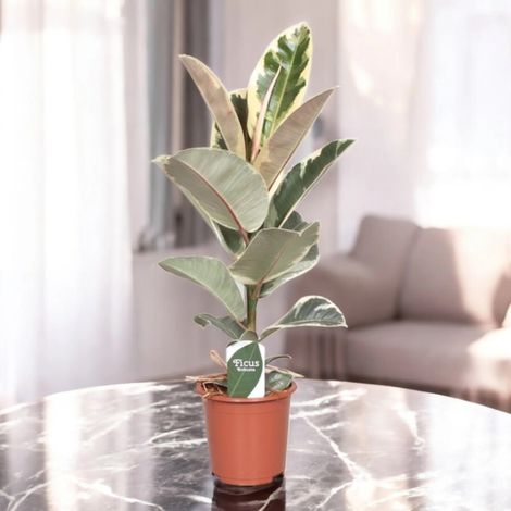 Gardenaria Ficus elastica 'Tineke' - Pianta da interno ornamentale - Altezza: 80 cm (vaso 24)