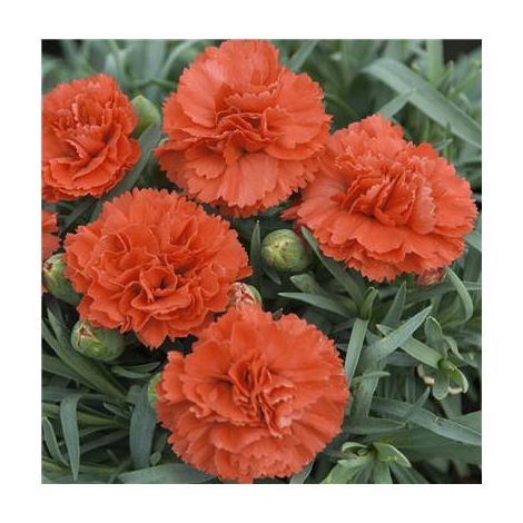 OEILLET DIANE - 3 GODETS