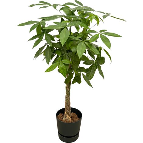 Pachira Aquatica Arbre à Monnaie Tronc Tressé avec Pot Noir 140 cm Ø30 cm - PANGIVO