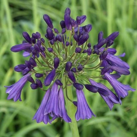 Agapanthe Purple Cloud/Godet - 5/20 cm (1/3)