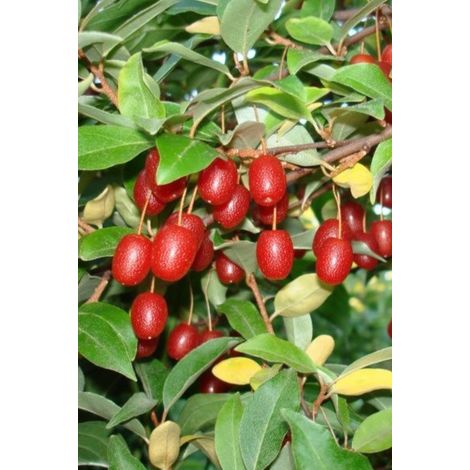 Goumi du Japon Pot de 2L/3L