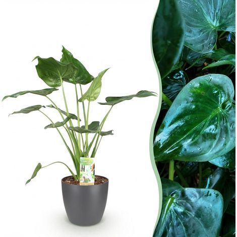 Plante d'intérieur Alocasia Cucullata Main de Bouddha avec Pot Gris 21 cm Hauteur 65-70 cm - PANGIVO (1/5)