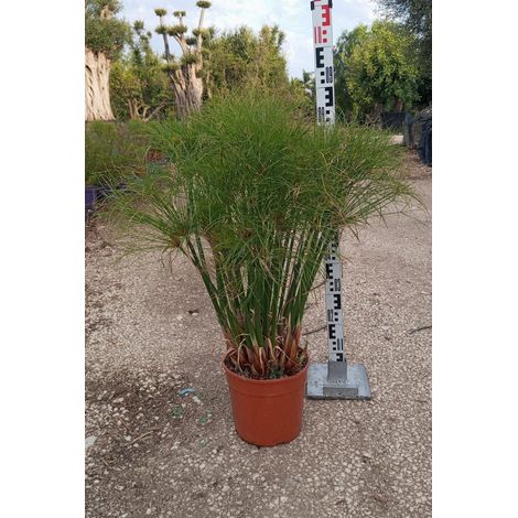 Papyrus Cyperus Papyrus Pot 24 cm Plante Aquatique Vivace d'Extérieur (1/4)