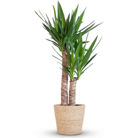 Yucca Elephantipes Plante d'Intérieur avec Panier en Jonc de Mer Naturel - 90 cm - Ø 21 cm - PANGIVO (1/4)