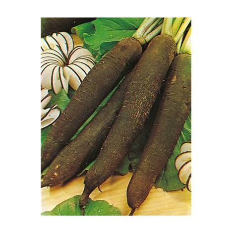 RADIS NOIR GROS LONG HIVER DE PARIS - 10 G