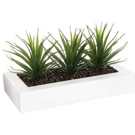 Centro de mesa - 3 Aloe Vera - Altura  17 cm (1/5)