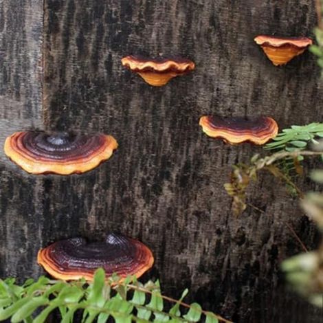Ensemble 10 ÉTagèRes en Forme Champignon, DéCoration Murale, Petite ÉTagèRe Murale pour Chambre à Coucher, DéCoration en Forme (1/5)