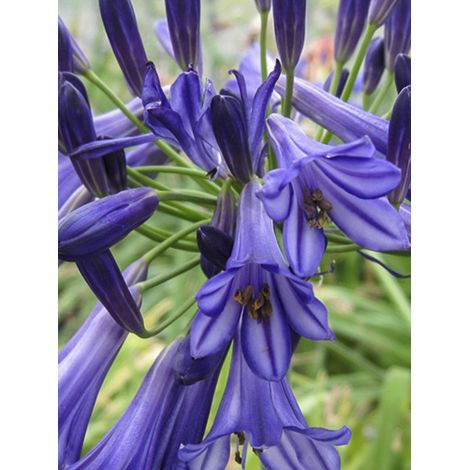 Agapanthe 'Vallée De La Loire' Pot de 2L/3L (1/2)