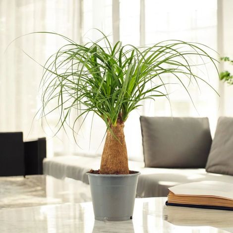 Gardenaria Beaucarnea recurvata (Mangiafumo) - Pianta da interno ornamentale - Altezza: 70/80 cm (vaso 22)
