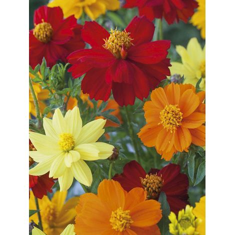 Cosmos sulphureux 'Brightness Mixed' le sachet de 50 graines (0,5g) (1/2)