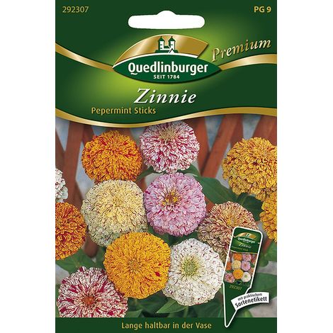 Quedlinburger Zinnie Pepermint Sticks - Premium Blumensamen