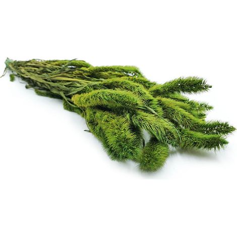 Coda di volpe stabilizzata Setaria - (Setarea) - Verde chiaro
