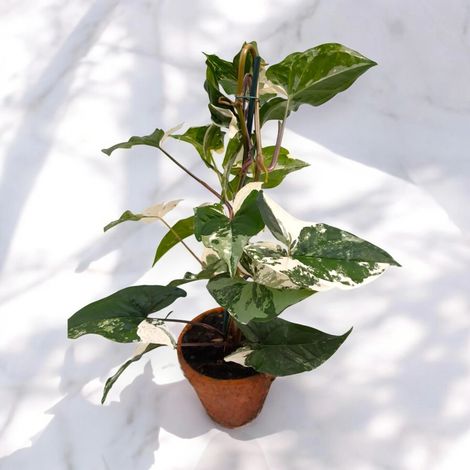 Gardenaria Syngonium variegata 'Alba' - Pianta da interno ornamentale - Altezza: 40 cm (vaso 13) (1/5)