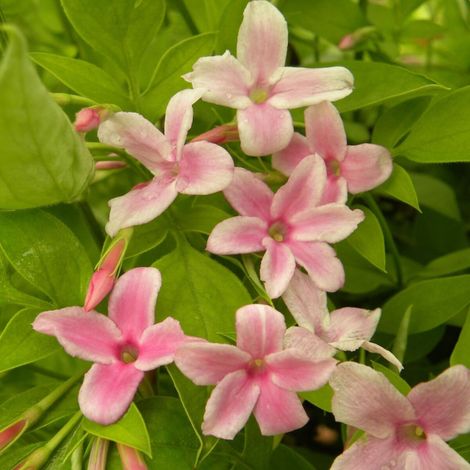 Jasmin Stephanense/Godet - 5/20 cm (1/5)
