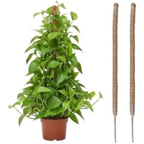 2 Pièces Tuteur Plante Grimpante en Coco sur Piquet 60 cm, Support de Croissance Plantes Grimpantes, Poteau Pliable 4 mm Largeur pour Jardin et Monstera - (1/5)