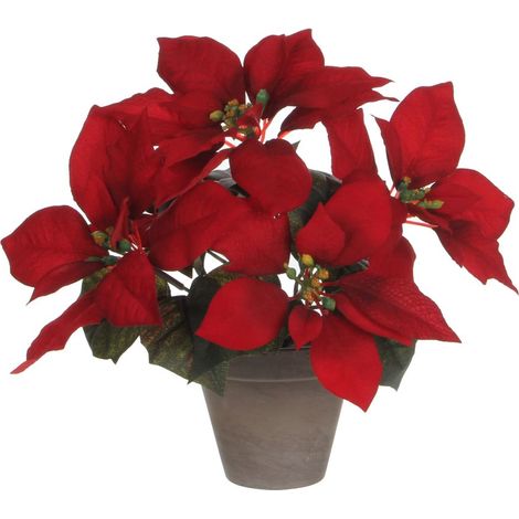 Mica Weihnachtsstern rot im Topf 27 x 35 cm Weihnachtsstern